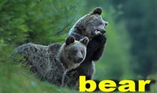 bear的发音规则 bear英语怎么读